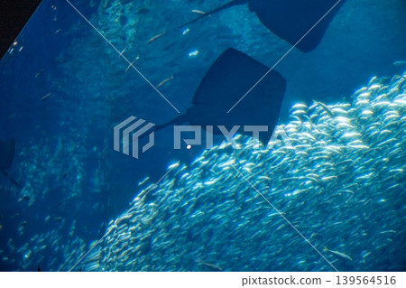 Rays swimming leisurely and schools of shimmering rays Rays swimming leisurely and schools of shimmering rays 139564516