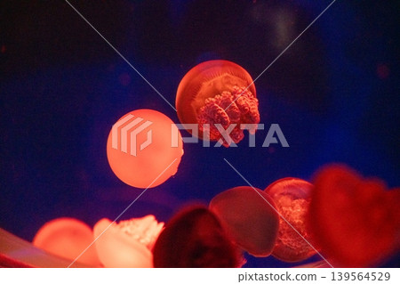 A fantastical swarm of red jellyfish A fantastical swarm of red jellyfish 139564529