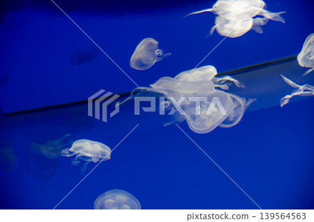 A fantastical dance of jellyfish A fantastical dance of jellyfish 139564563