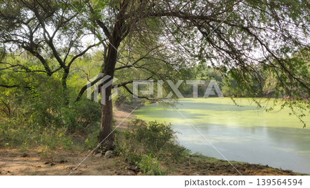 Algae bloom floating on still pond water near dense woodland Algae bloom floating on still pond water near dense woodland 139564594