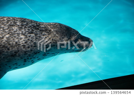seal swimming in water seal swimming in water 139564654