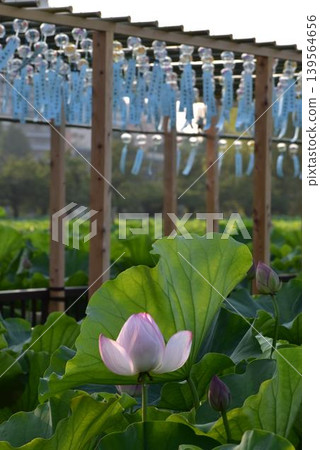 蓮花 蓮花 139564656