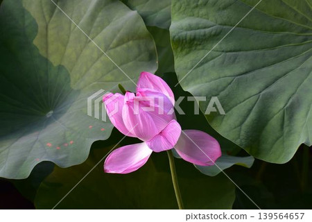 Lotus flower Lotus flower 139564657