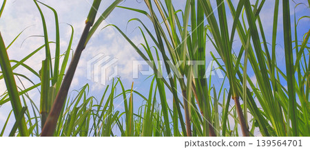grass with blue sky grass with blue sky 139564701