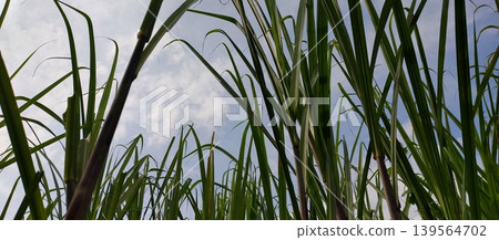 grass with dew grass with dew 139564702