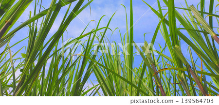 rice field in the rice fields rice field in the rice fields 139564703