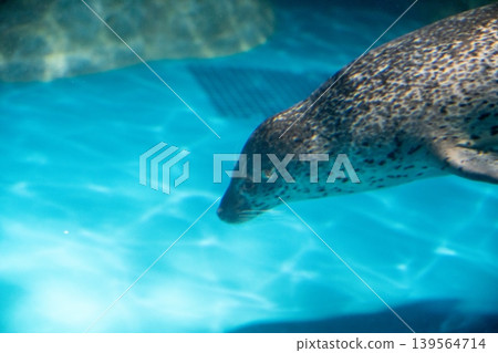 海豹在水下優雅地遊動 139564714