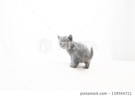 A Chartreux kitten turning around against a white background. A Chartreux kitten turning around against a white background. 139564721