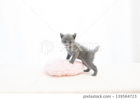 A Chartreux kitten turning around against a white background. A Chartreux kitten turning around against a white background. 139564723