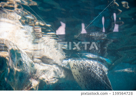 Seals in the water 139564728
