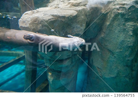 Otters surfacing to breathe Otters surfacing to breathe 139564755