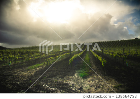 Where the Sun Meets the Vineyards 139564758