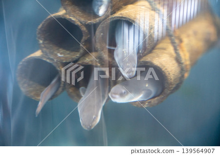 水下藏身之處,鰻魚棲息地 水下藏身之處,鰻魚棲息地 139564907