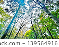 Mysterious forest 139564916