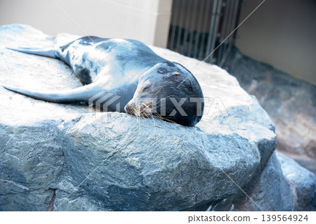 A sea lion sleeping peacefully on a rock. A sea lion sleeping peacefully on a rock. 139564924