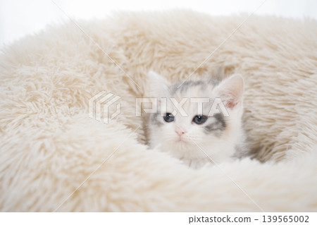 A Scottish Fold kitten in a bed against a white background. 139565002