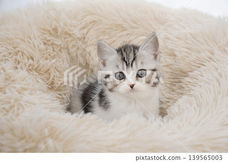 A Scottish Fold kitten in a bed against a white background. A Scottish Fold kitten in a bed against a white background. 139565003