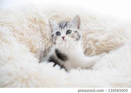 A Scottish Fold kitten in a bed against a white background. A Scottish Fold kitten in a bed against a white background. 139565005