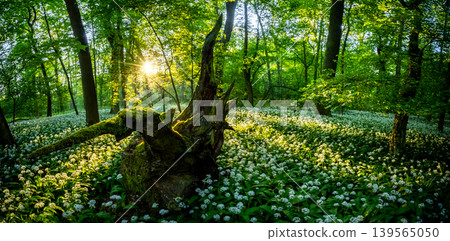 Sunrise shining through old tree stump in spring forest covered with blooming wild garlic flowers and lush green foliage in peaceful natural woodland landscape Sunrise shining through old tree stump in spring forest covered with blooming wild garlic flowers and lush green foliage in peaceful natural woodland landscape 139565050