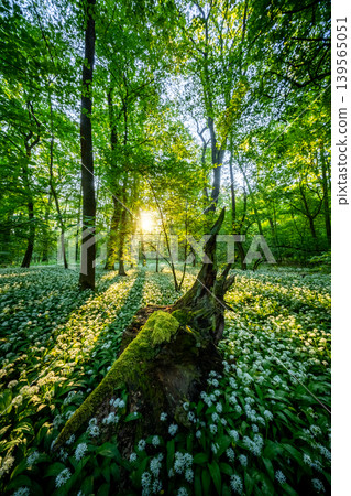 Sunrise shining through old tree stump in spring forest covered with blooming wild garlic flowers and lush green foliage in peaceful natural woodland landscape Sunrise shining through old tree stump in spring forest covered with blooming wild garlic flowers and lush green foliage in peaceful natural woodland landscape 139565051