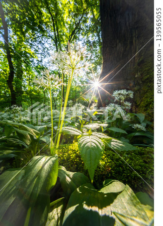 Close up of blooming wild garlic flowers in lush spring forest illuminated by warm sunrise light with fresh green foliage and mossy woodland atmosphere Close up of blooming wild garlic flowers in lush spring forest illuminated by warm sunrise light with fresh green foliage and mossy woodland atmosphere 139565055