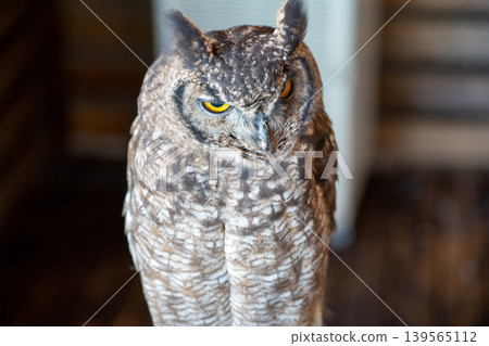 Owl with sharp eyes Owl with sharp eyes 139565112