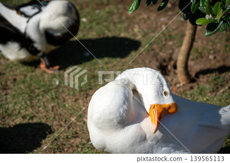 A white duck preening its feathers 139565113