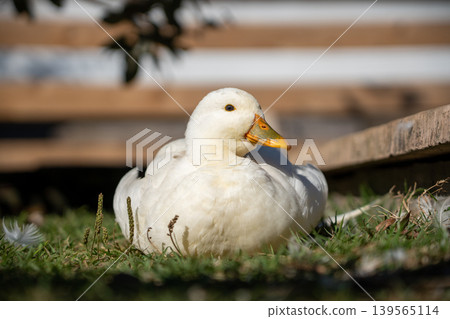A white duck relaxing in the sun 139565114