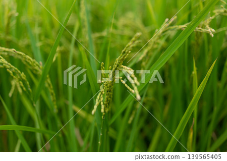 Lively rice panicle Lively rice panicle 139565405
