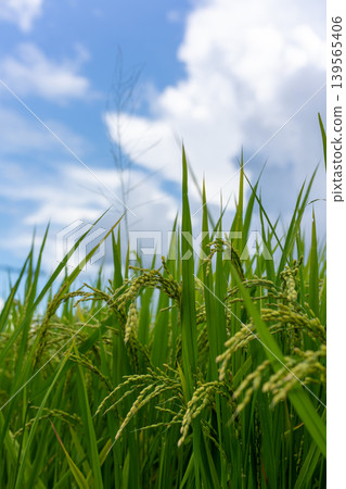 Lush green rice stalks ripening in the summer sky Lush green rice stalks ripening in the summer sky 139565406