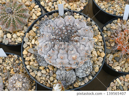 Close-up indoor cactus Gymnocalycium esperanzae Close-up indoor cactus Gymnocalycium esperanzae 139565407