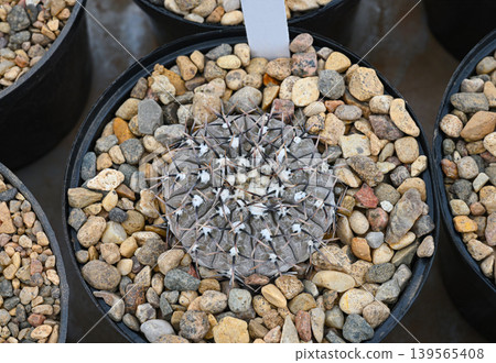 Close-up indoor cactus gymnocalycium riojense 139565408