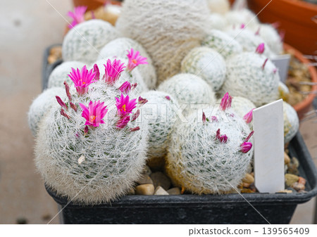 Close-up indoor cactus mammillaria humboldtii Close-up indoor cactus mammillaria humboldtii 139565409