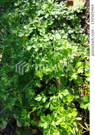 A close-up of parsley growing in the garden       139565464