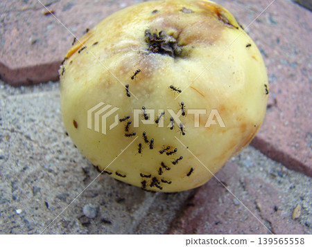 a large number of ants on a ripe apple 139565558