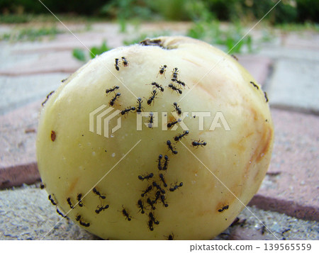 a large number of ants on a ripe apple a large number of ants on a ripe apple 139565559