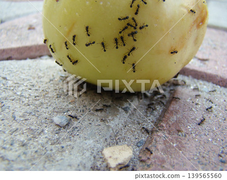 a large number of ants on a ripe apple a large number of ants on a ripe apple 139565560