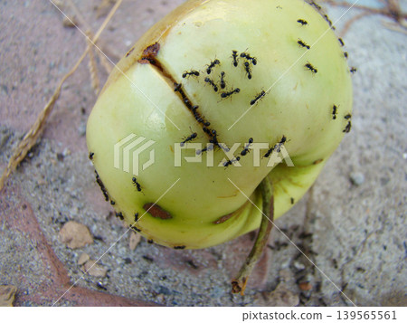 a large number of ants on a ripe apple a large number of ants on a ripe apple 139565561