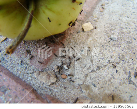 a large number of ants on a ripe apple a large number of ants on a ripe apple 139565562