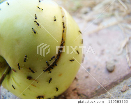 a large number of ants on a ripe apple 139565563