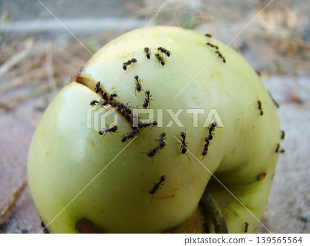 a large number of ants on a ripe apple a large number of ants on a ripe apple 139565564