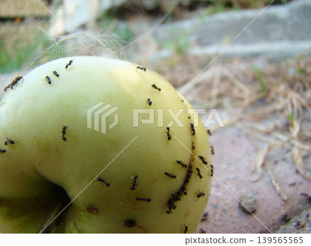 a large number of ants on a ripe apple 139565565