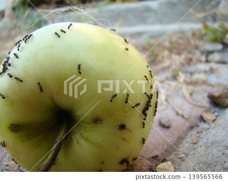 a large number of ants on a ripe apple 139565566