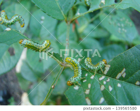 a green caterpillar in the process of eating a plant 139565580