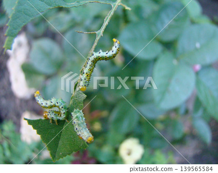 a green caterpillar in the process of eating a plant 139565584