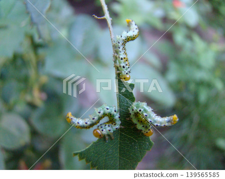a green caterpillar in the process of eating a plant a green caterpillar in the process of eating a plant 139565585