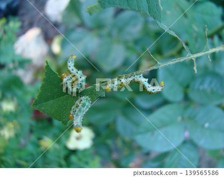 a green caterpillar in the process of eating a plant 139565586