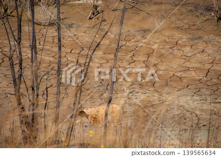 Cracked Earth and Rusty Barrel in Arid Landscape 139565634