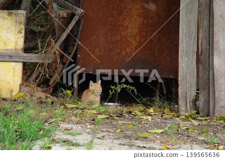Two homeless kittens are hiding from danger. Two homeless kittens are hiding from danger. 139565636