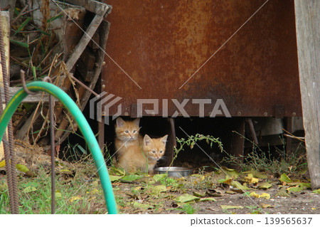 Two homeless kittens are hiding from danger. Two homeless kittens are hiding from danger. 139565637